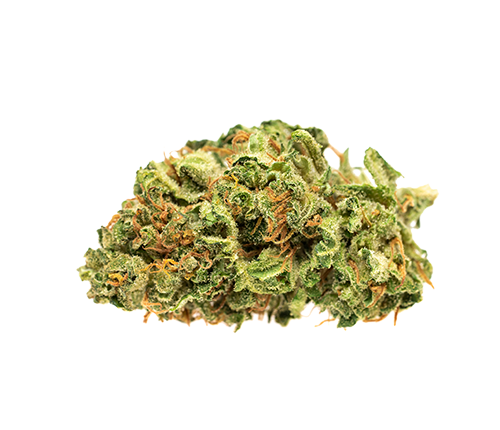 RIFF SWEET JERSEY 3 (S) DRIED - 1G