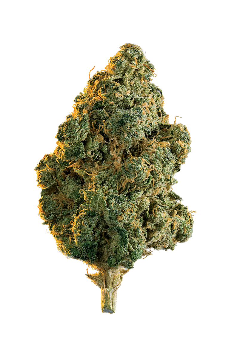 EDISON LOLA MONTES (IND) DRIED - 1G