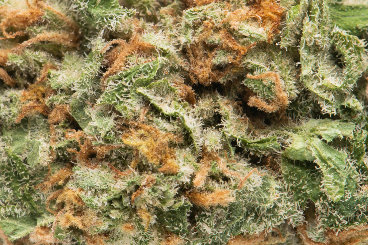 NAMASTE WAPPA (IND) DRIED - 3.5G