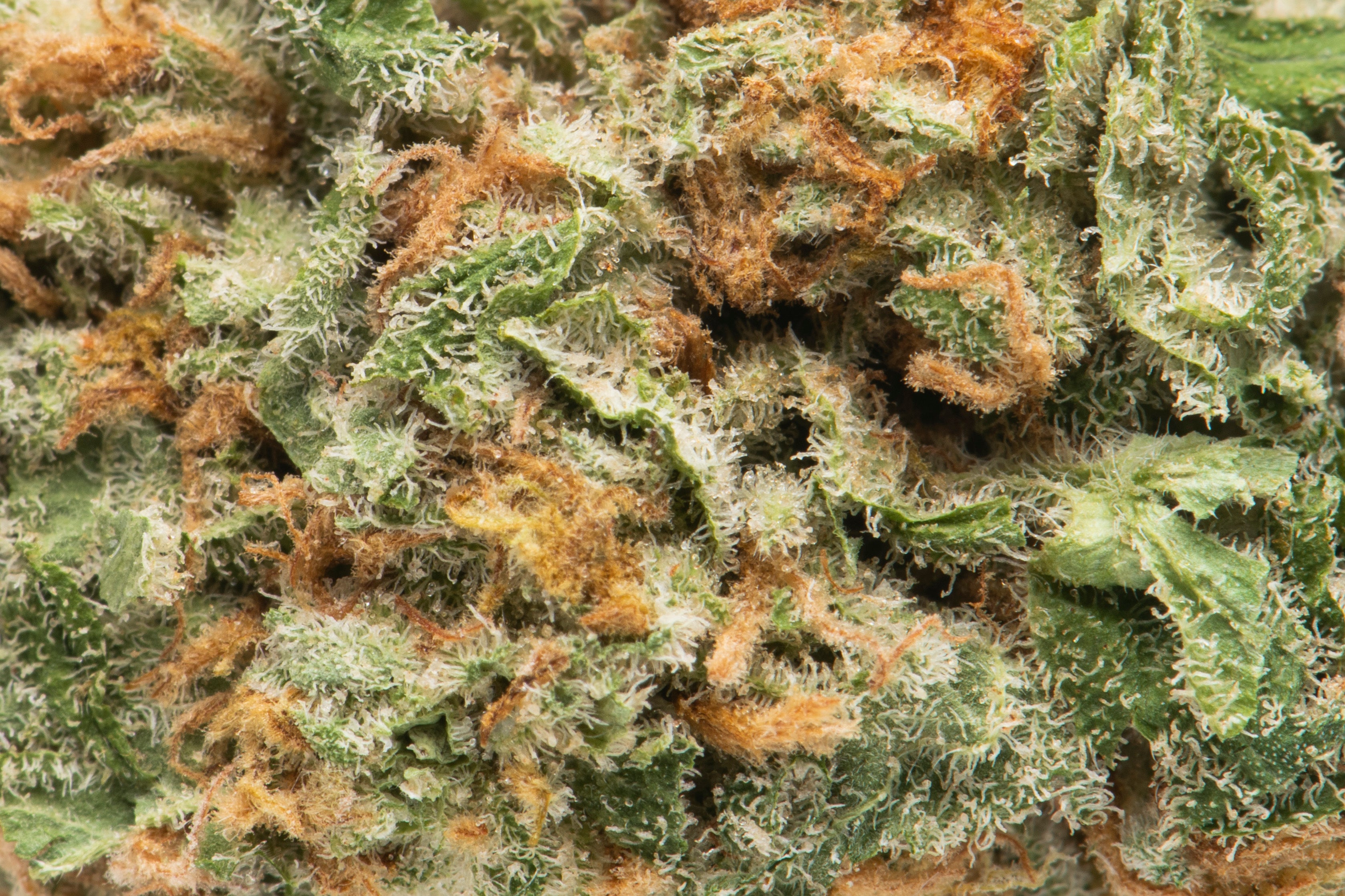 NAMASTE WAPPA (IND) DRIED - 3.5G