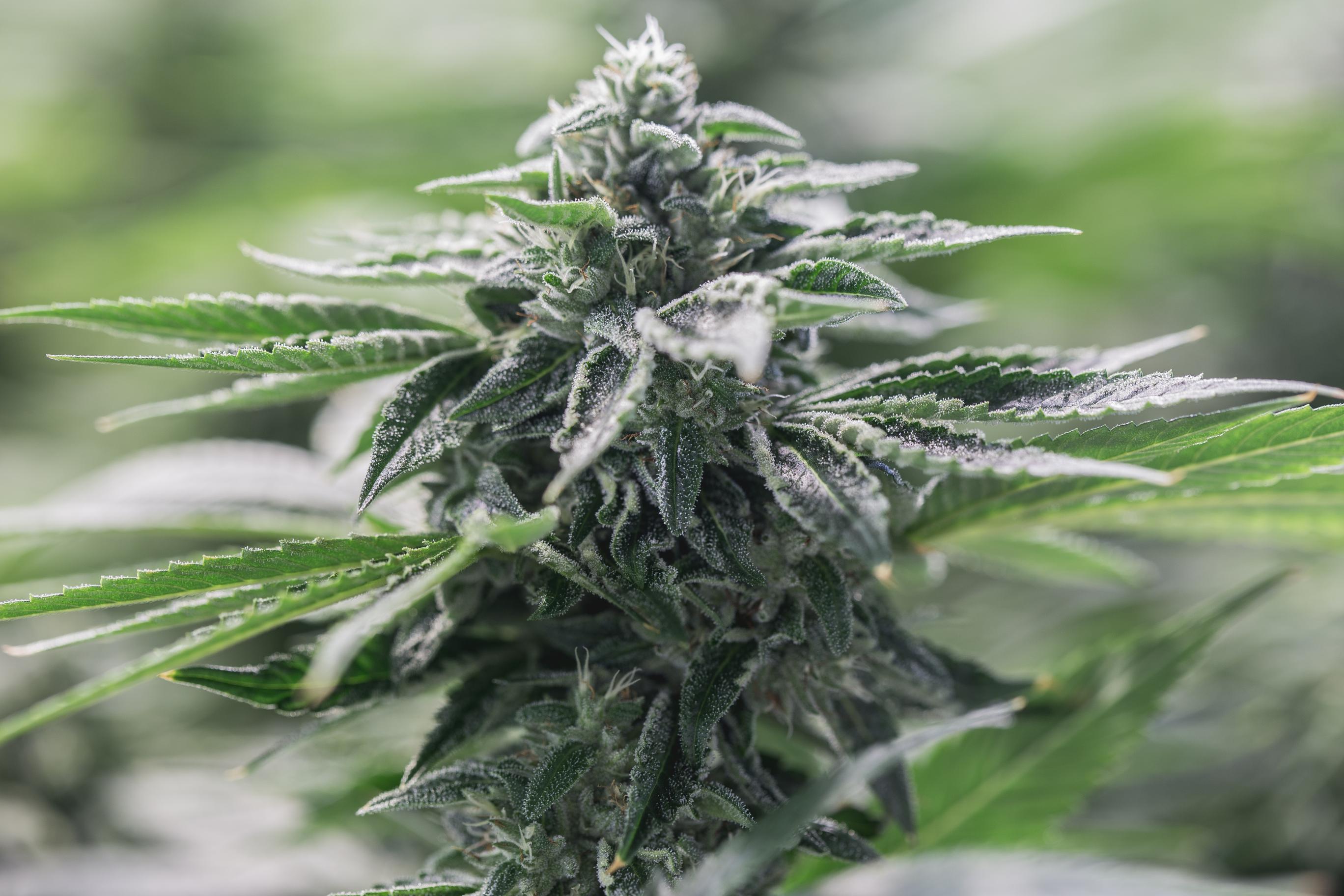 GRAIL ROCKSTAR (IND) DRIED - 3.5G