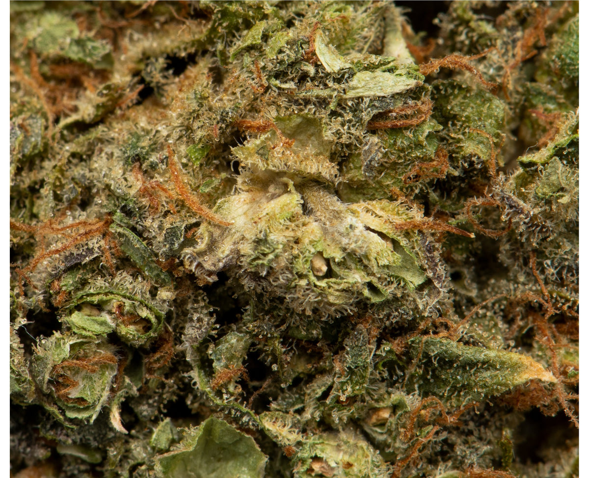NAMASTE DURGA MATA 2 (H) DRIED - 1G