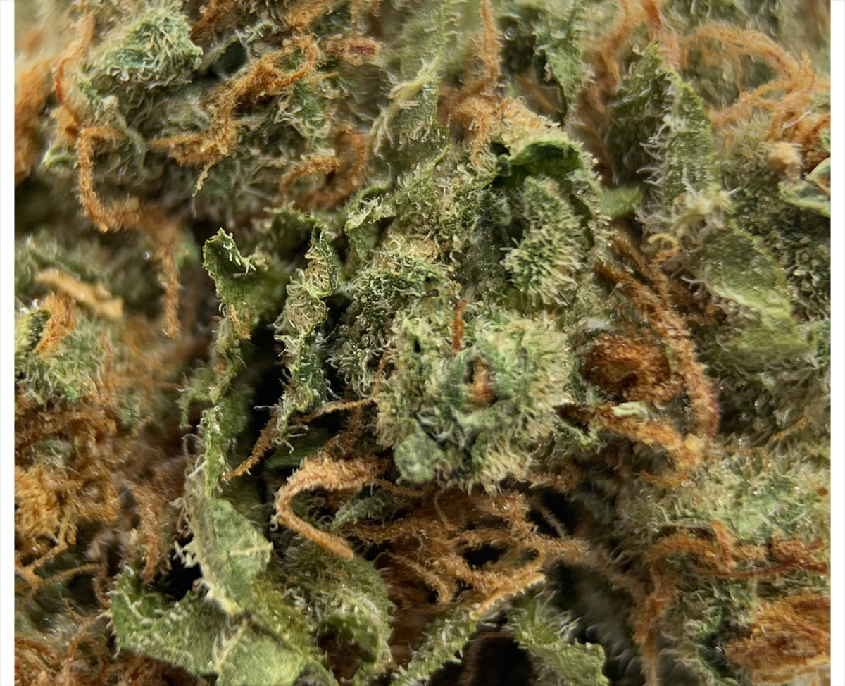 SUNDIAL LEMON RIOT (H) DRIED - 3.5G