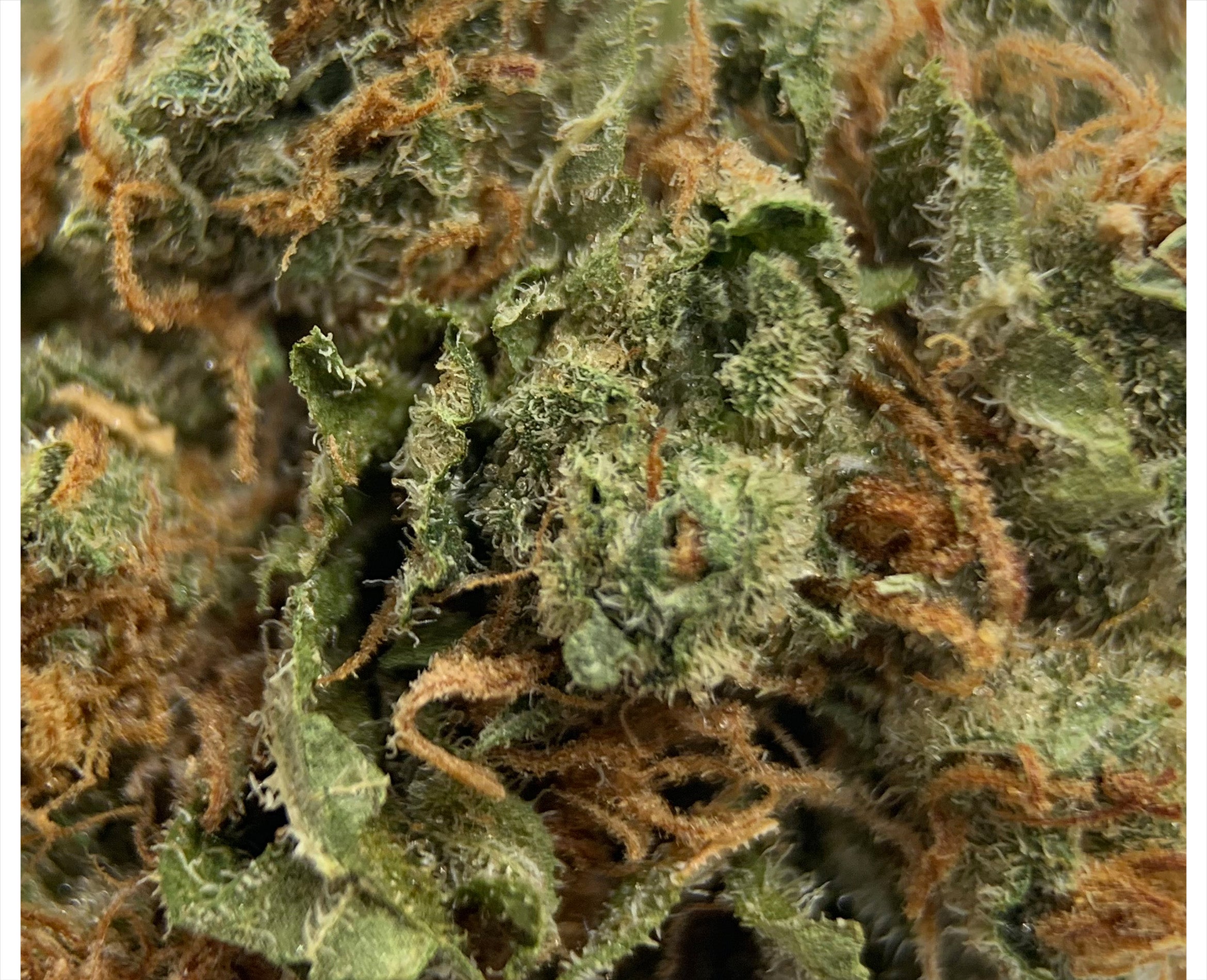 SUNDIAL LEMON RIOT (S) DRIED - 1G