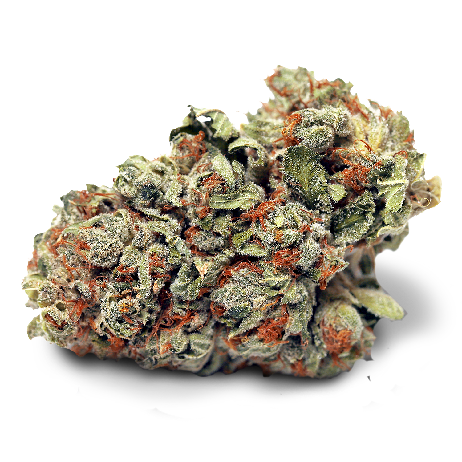 HIGH TIDE HEADBAND (H) DRIED - 3.5G