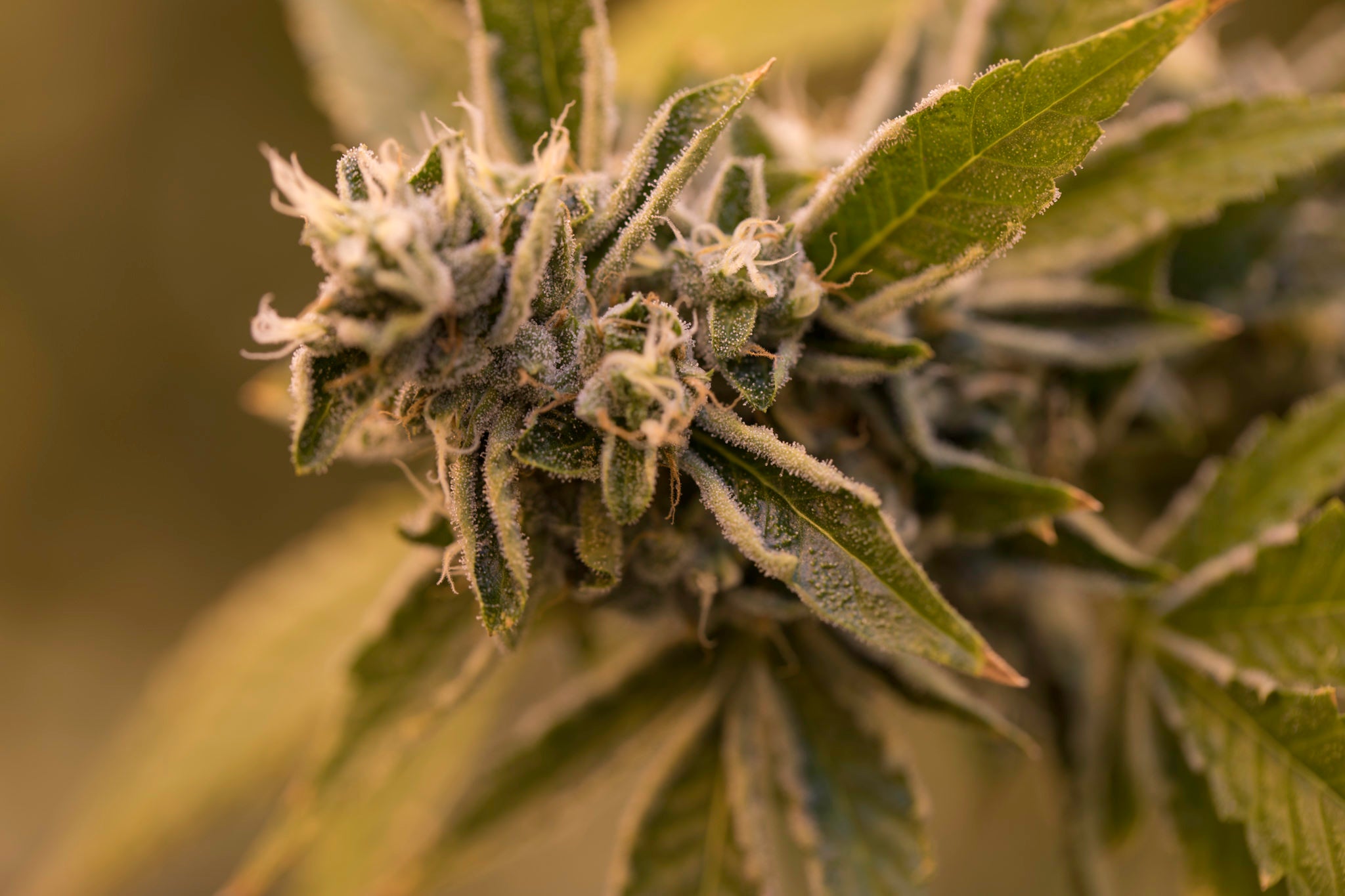 CANACA ALIEN DAWG (IND) DRIED - 7G