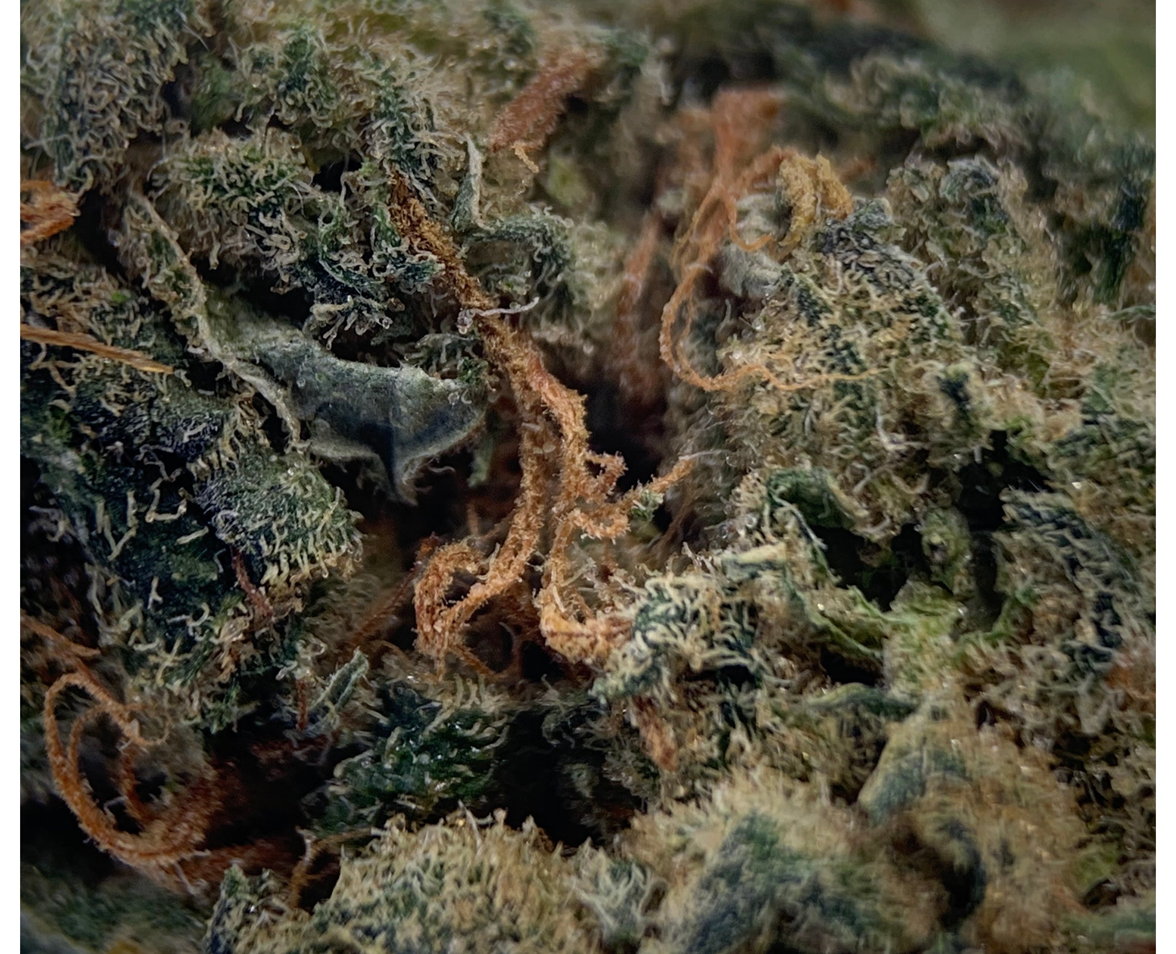 TOP LEAF OREGON GOLDEN GOAT (S) DRIED - 3.5G