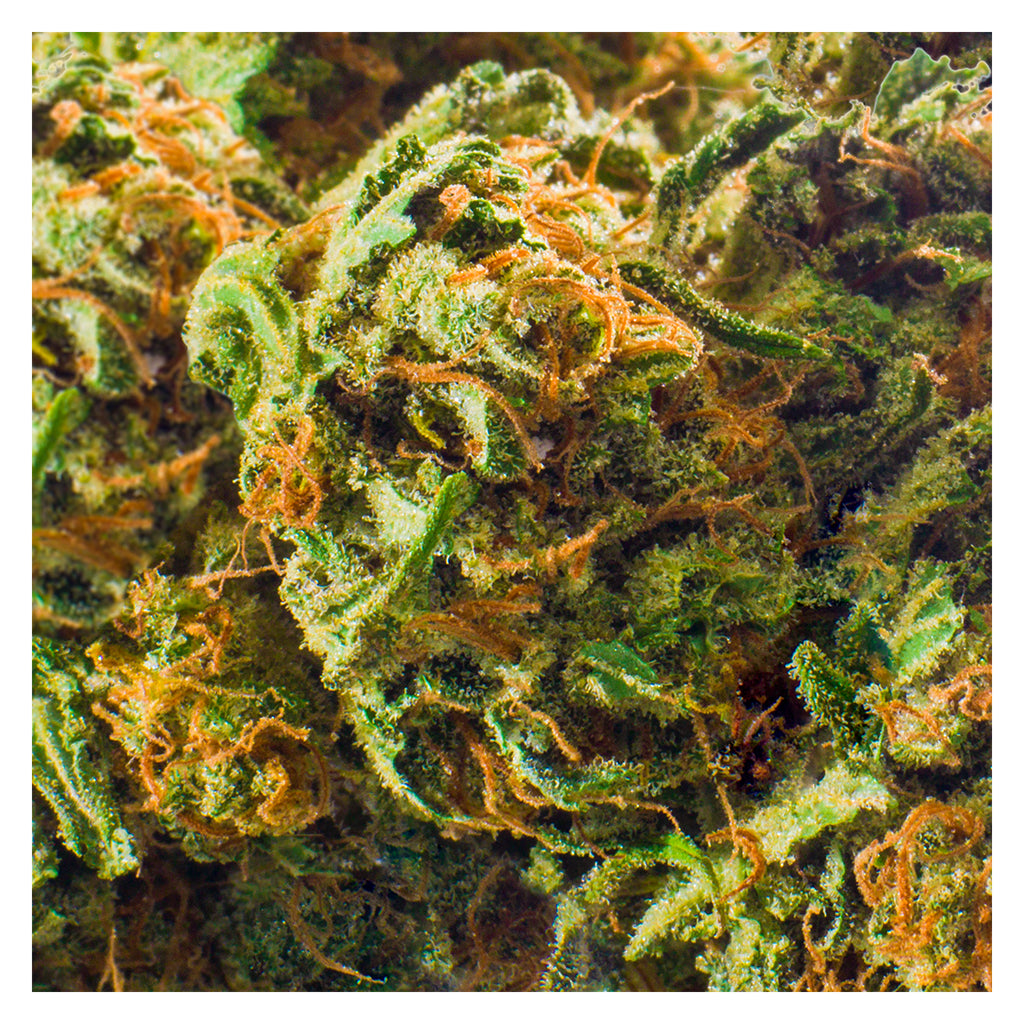 REDECAN GOD BUD (IND) DRIED - 3.5G