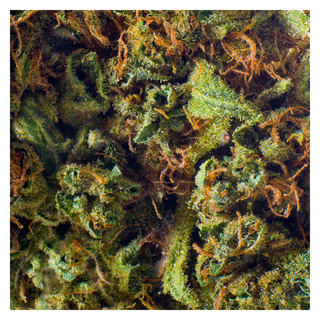 REDECAN COLD CREEK KUSH (S) DRIED - 1G
