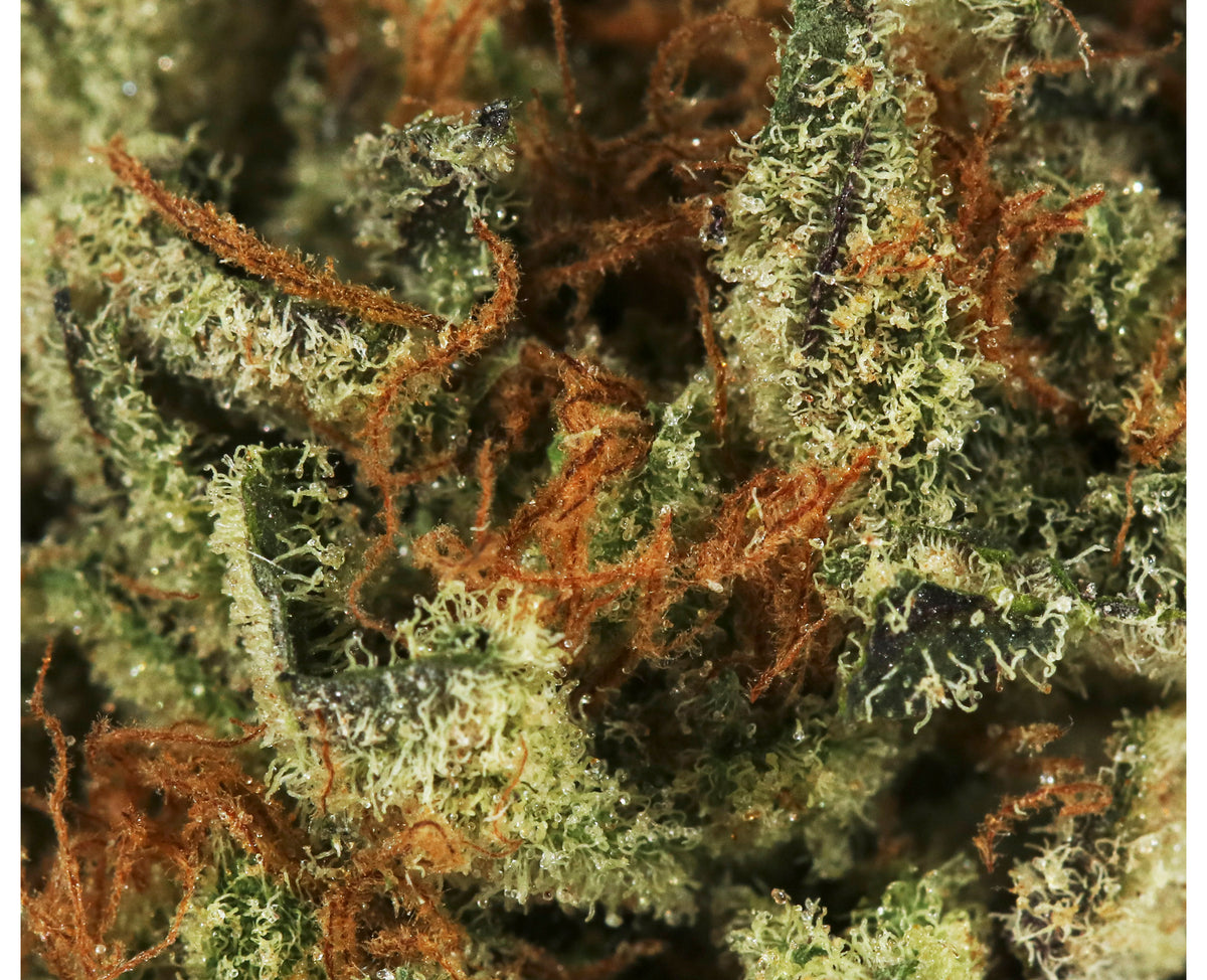 BOAZ PLATINUM GELATO (H) DRIED - 3.5G