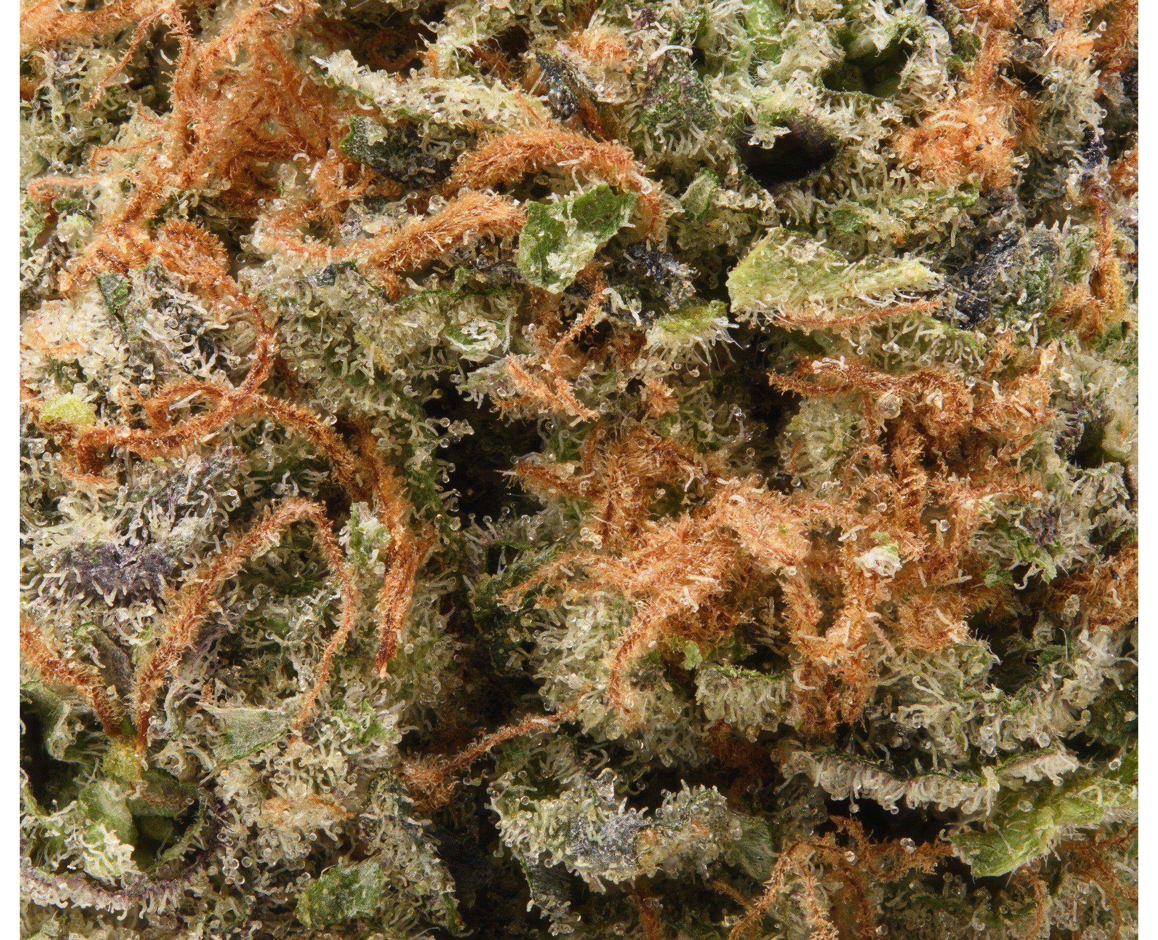 GOOD BUDS SAPPHIRE OG (IND) DRIED - 3.5G