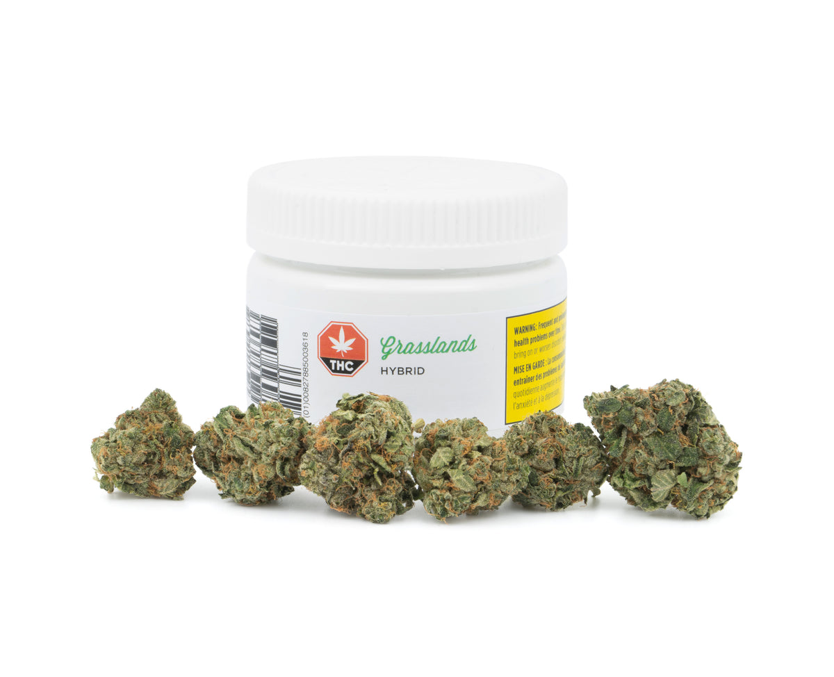 GRASSLANDS HYBRID (H) DRIED - 5G