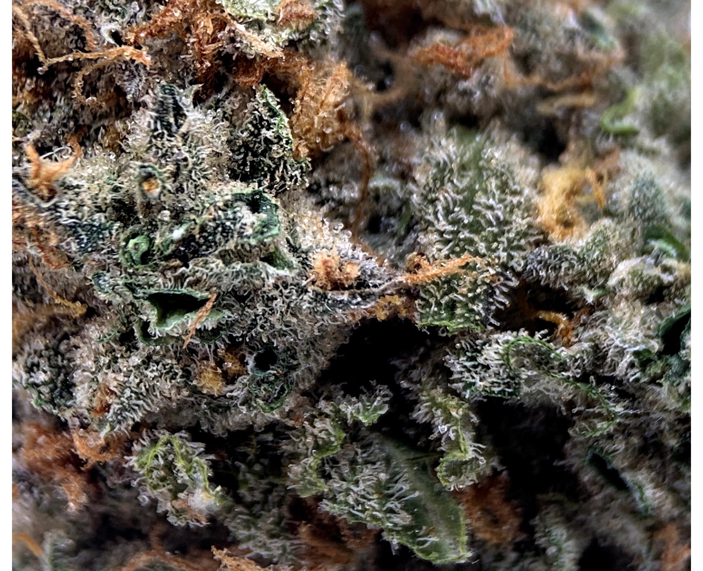 PALMETTO NUKEN (IND) DRIED - 3.5G