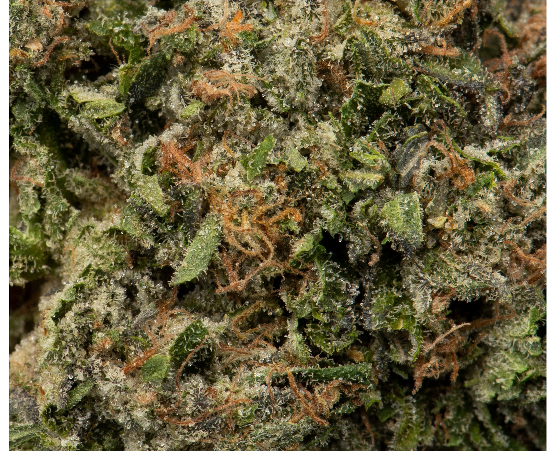 NAMASTE D BUBBA (IND) DRIED - 3.5G