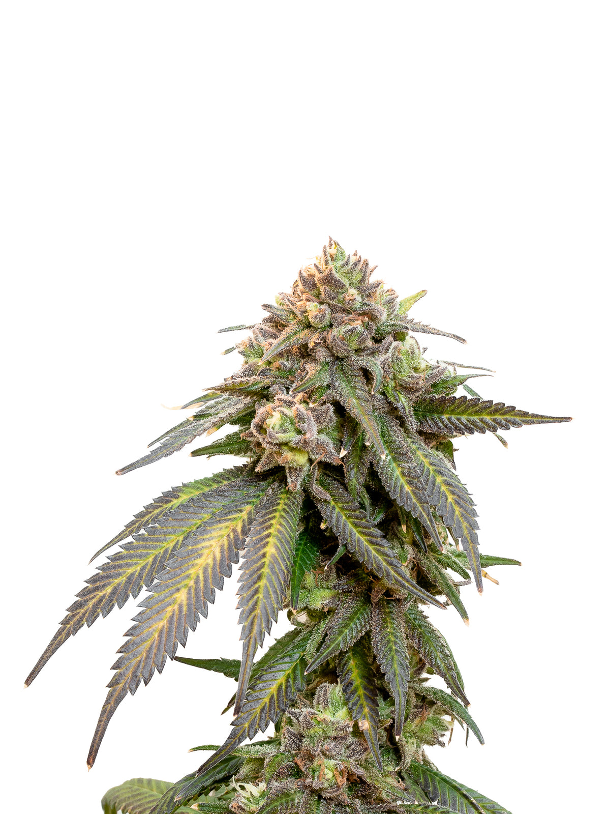 34 STREET TRIPLE SCOOP (H) SEEDS - 4PK