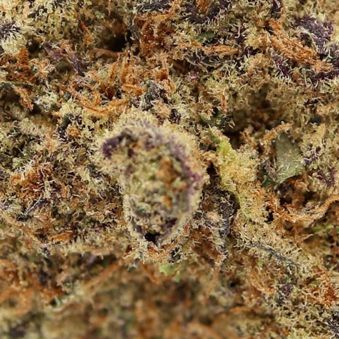 IGNITE CRESCENDO (H) DRIED - 3.5G