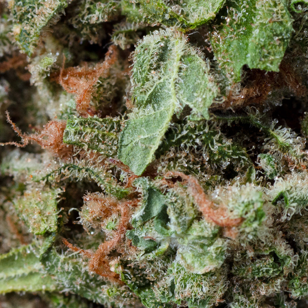 UP NORTHERN BERRY (IND) DRIED - 3.5G