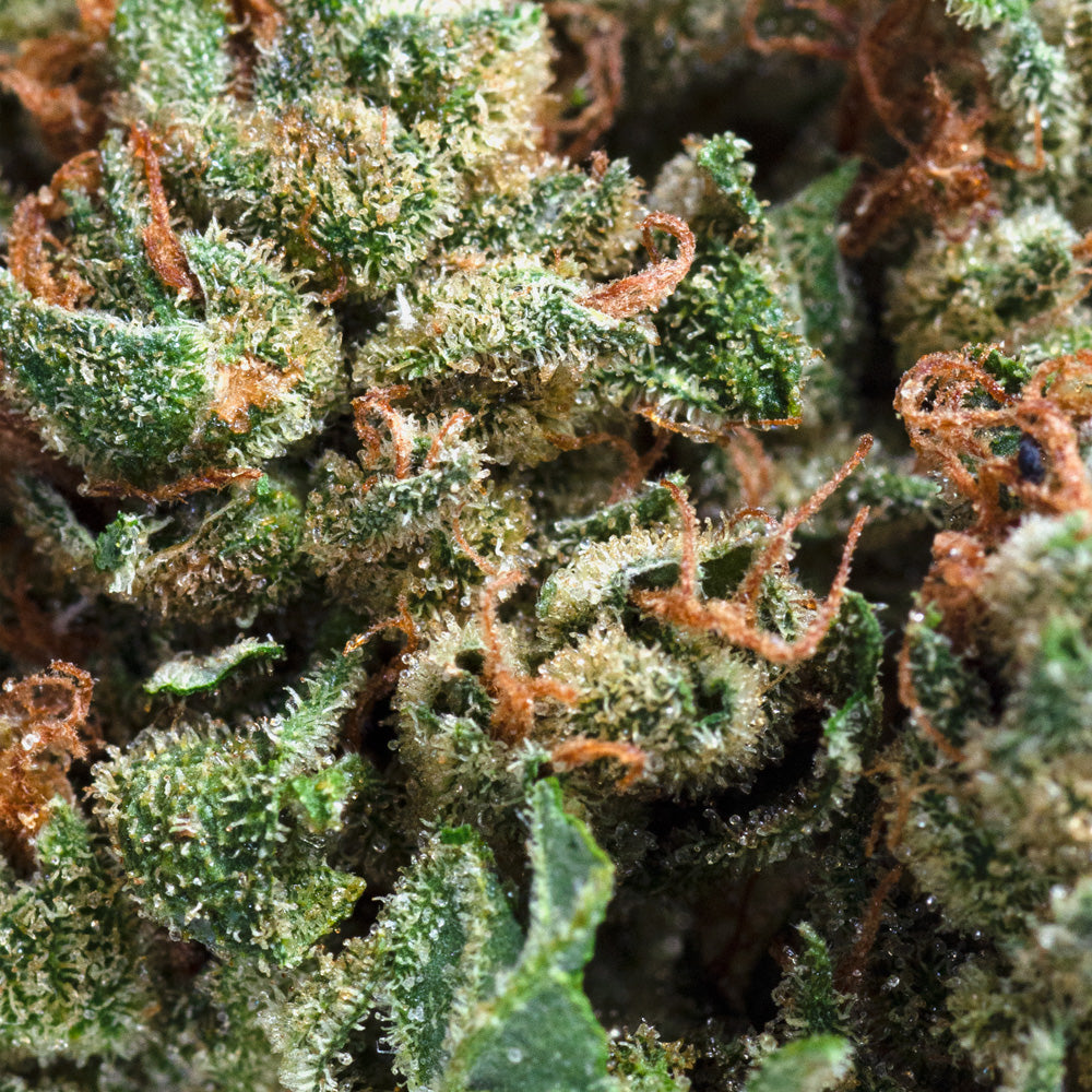 UP COLD CREEK KUSH (IND) DRIED - 3.5G