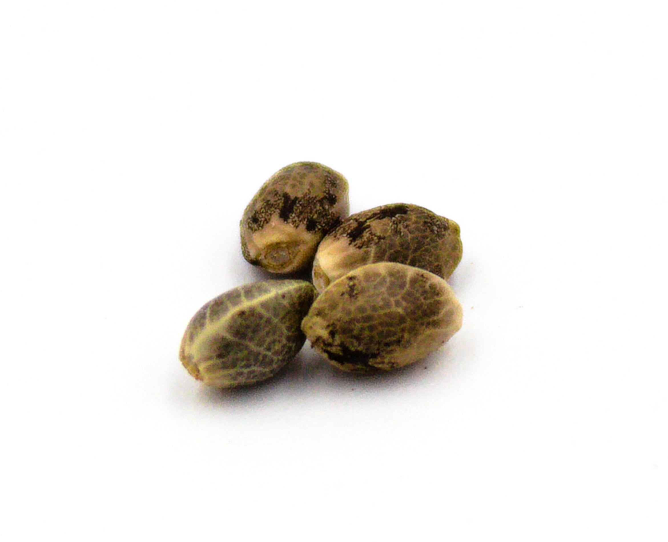 PARKLAND NEXT GEN ISLAND SWEET SKUNK (H) SEEDS - 4PK