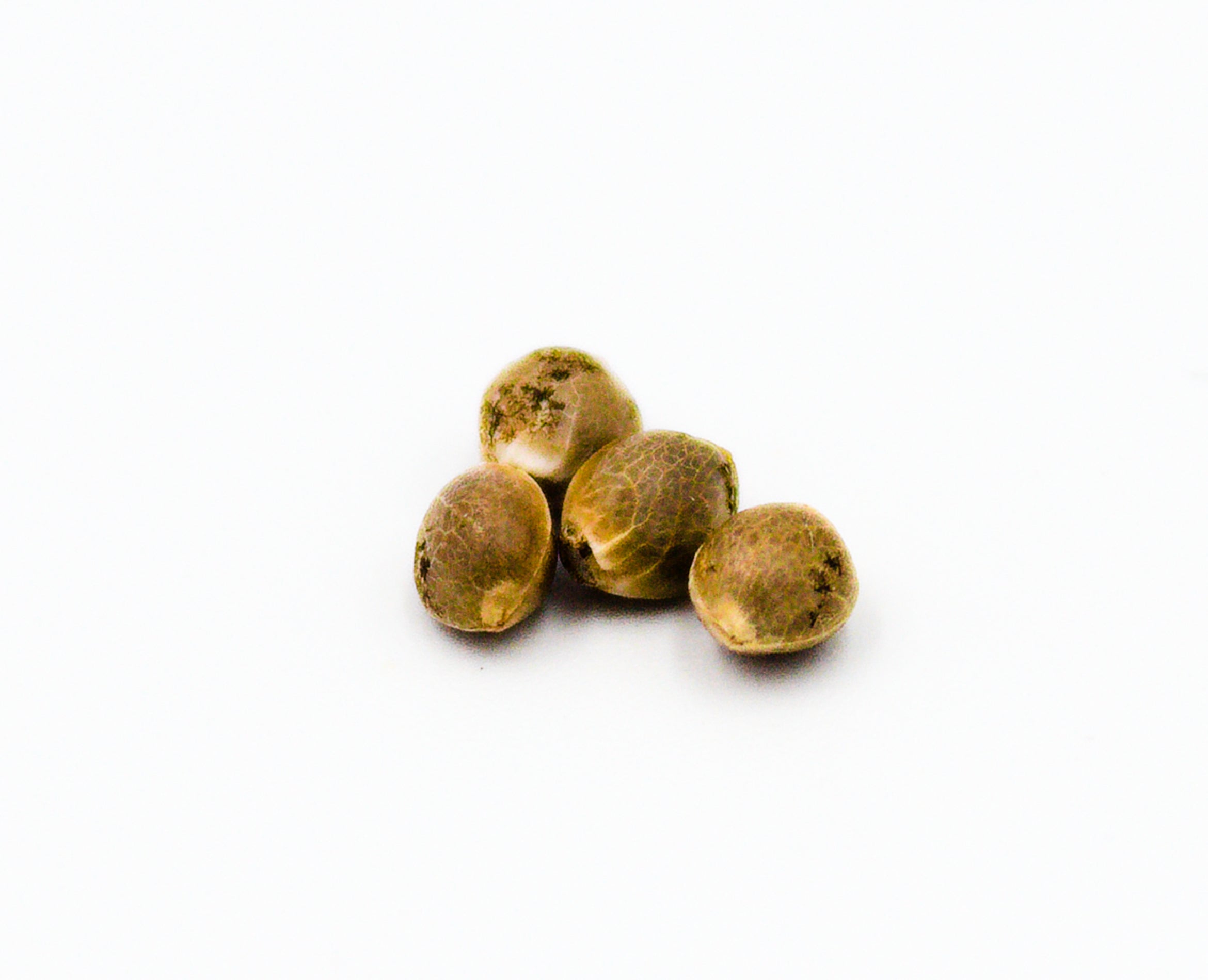 PARKLAND NEXT GEN CRITICAL MAGIC (H) SEEDS - 4PK