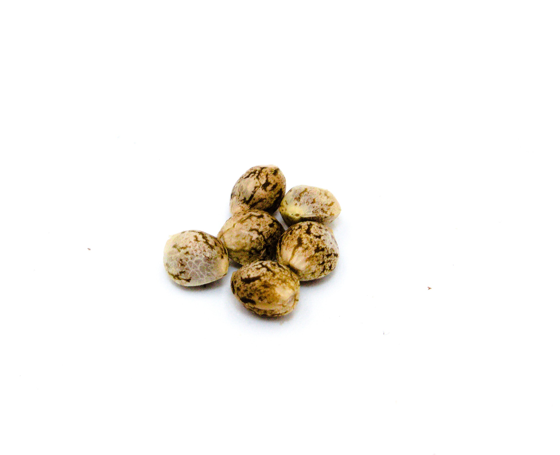 PARKLAND NEXT GEN CHEM BERRY (H) SEEDS - 6PK