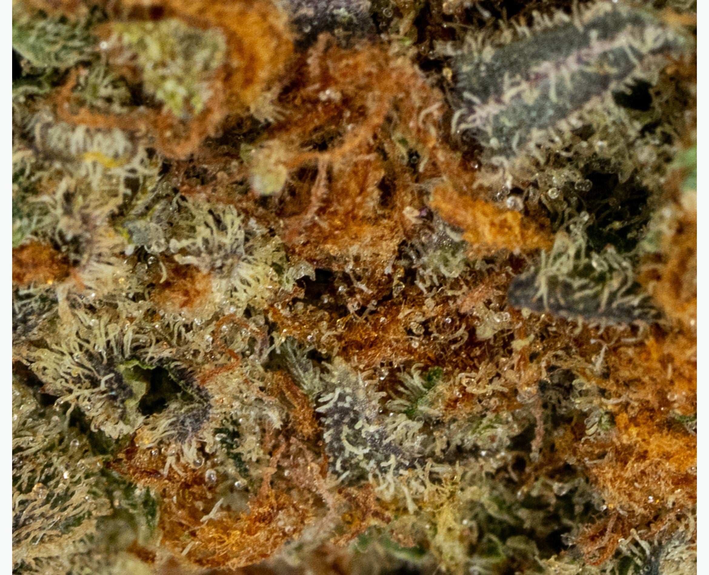 POOLBOY RASPBERRY COUGH (H) DRIED - 3.5G