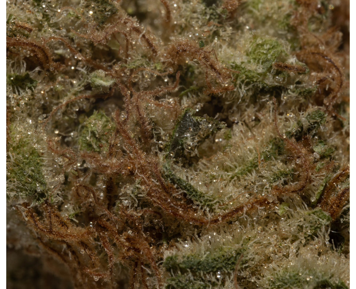 OGEN LEMON Z (S) DRIED - 28G