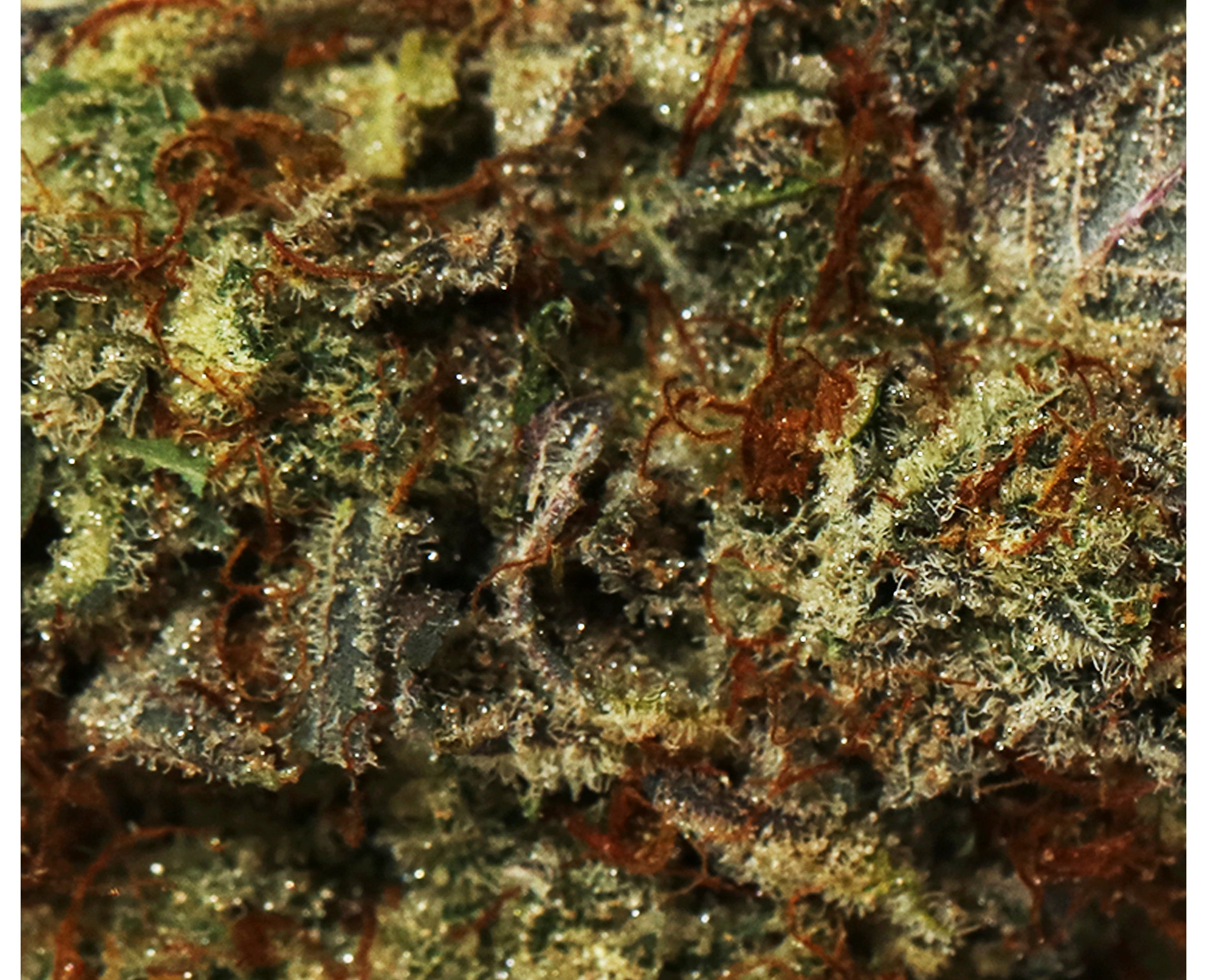BOAZ PRIMAL PUNCH (H) DRIED - 3.5G