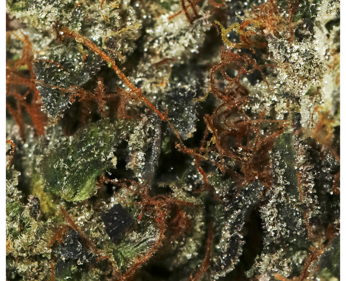 BOAZ DANK RAINBOW (IND) DRIED - 3.5G