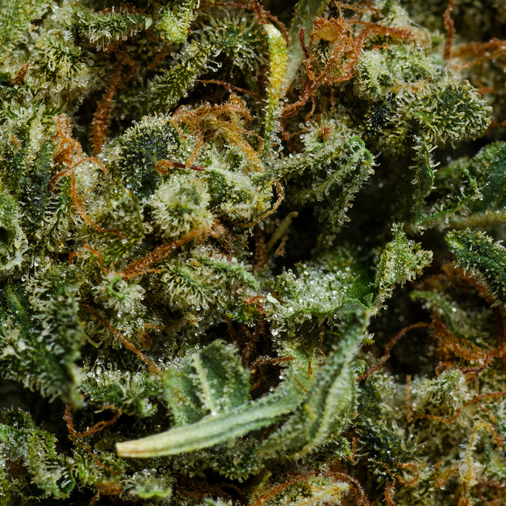 ORIGINAL STASH OS.SATIVA (S) DRIED - 28G