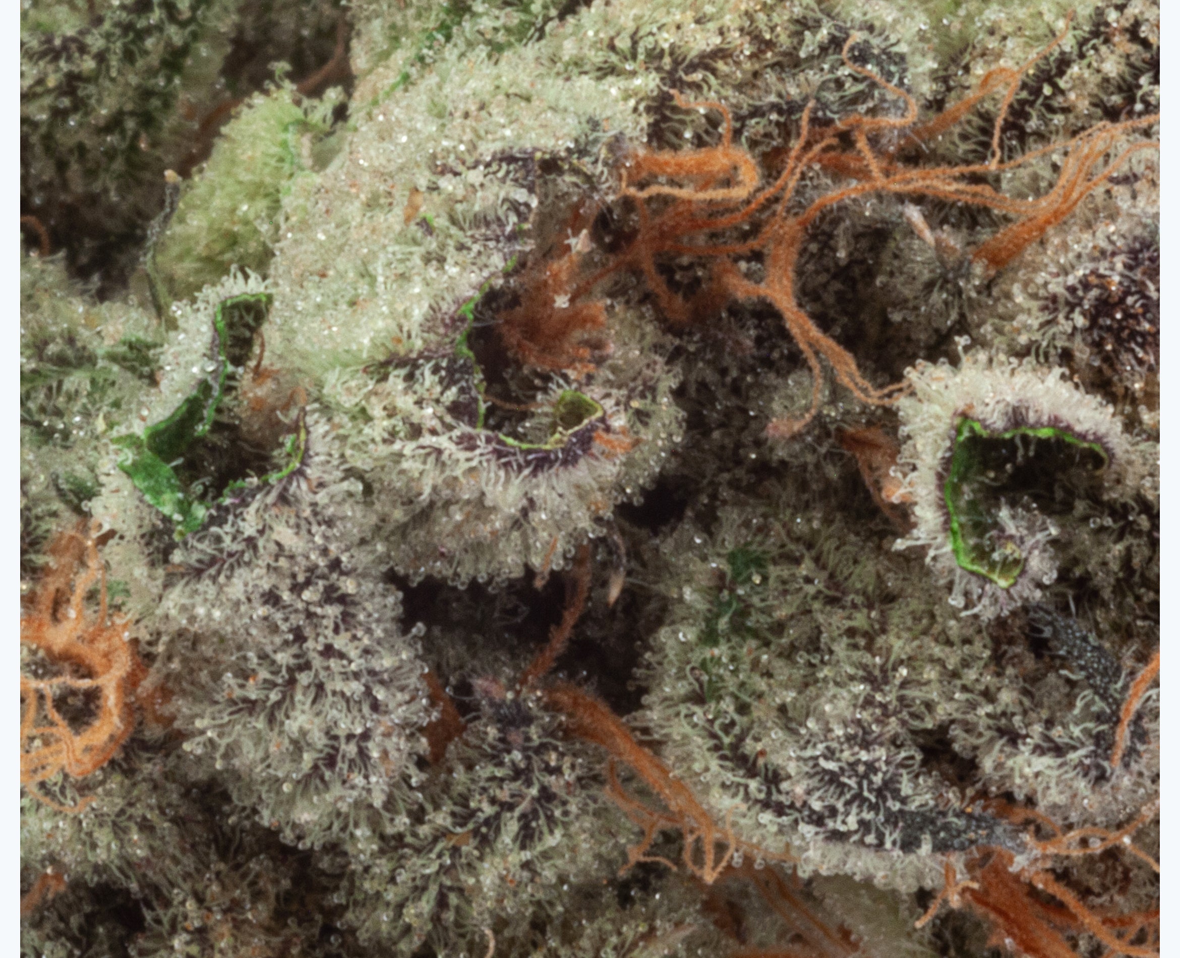 NATURAL HISTORY FRUIT CAKE RESERVE (H) DRIED - 3.5G