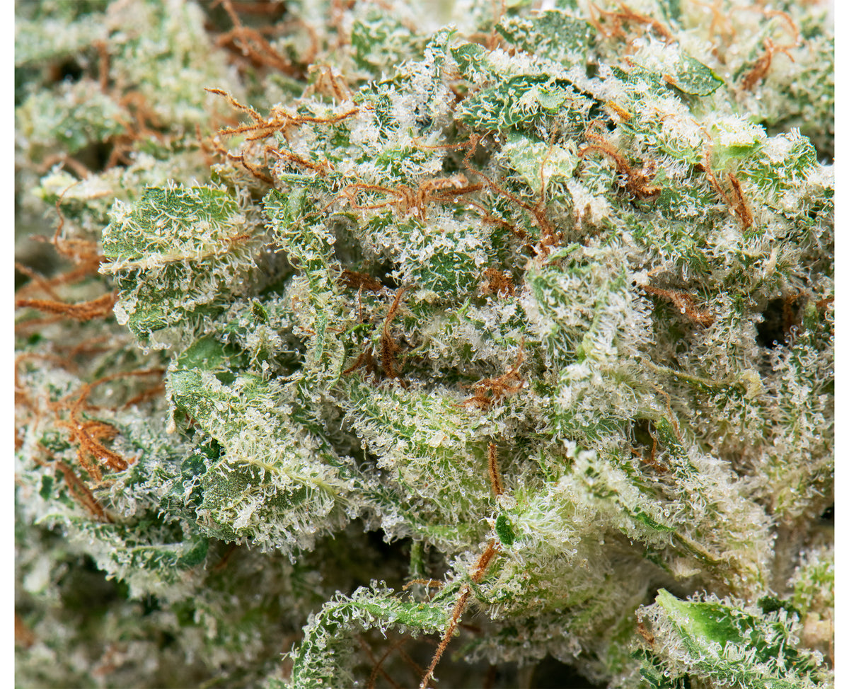 GREYBEARD AFGHANI DRIFTER (H) DRIED - 7G