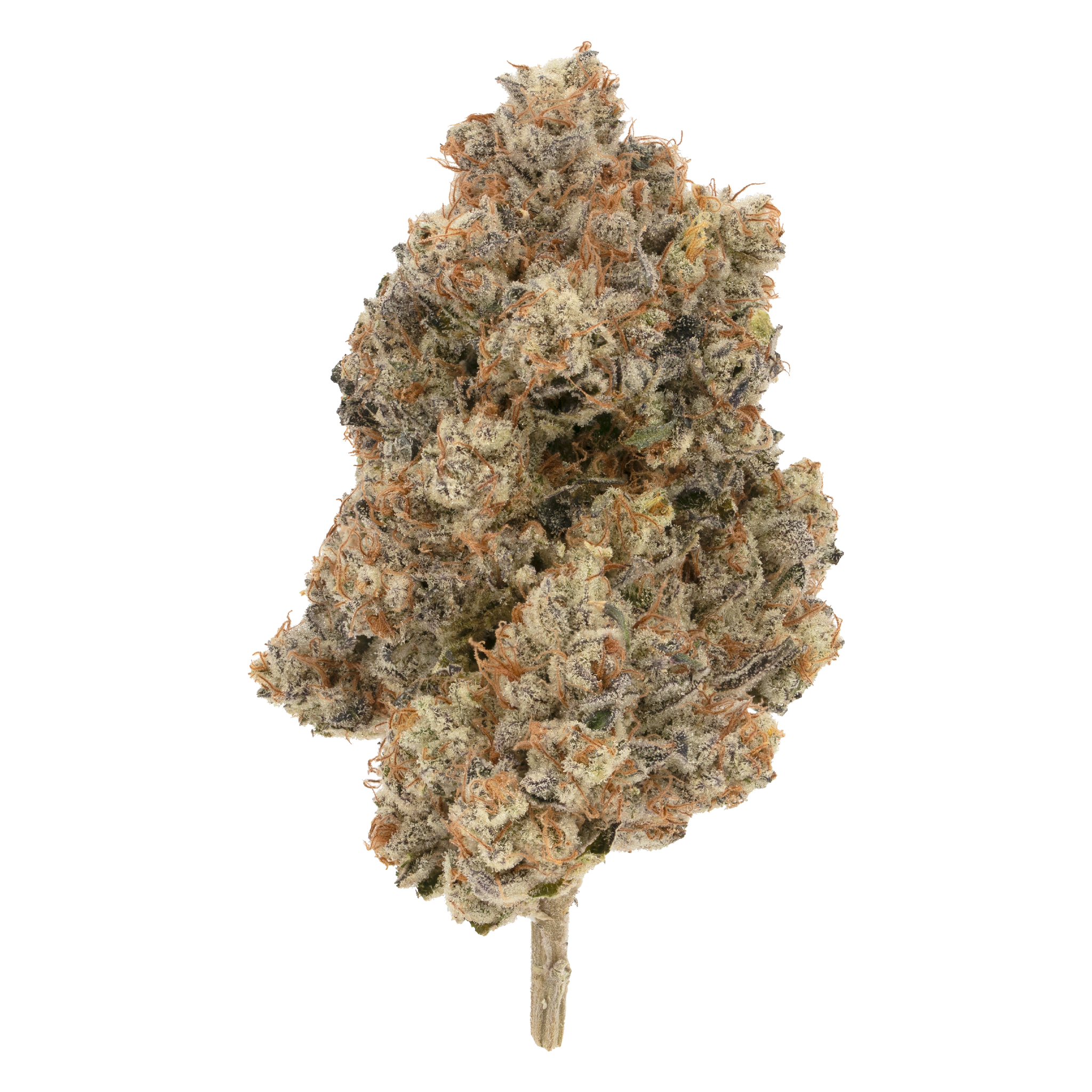 BROKEN COAST PIPE DREAM (S) DRIED - 3.5G