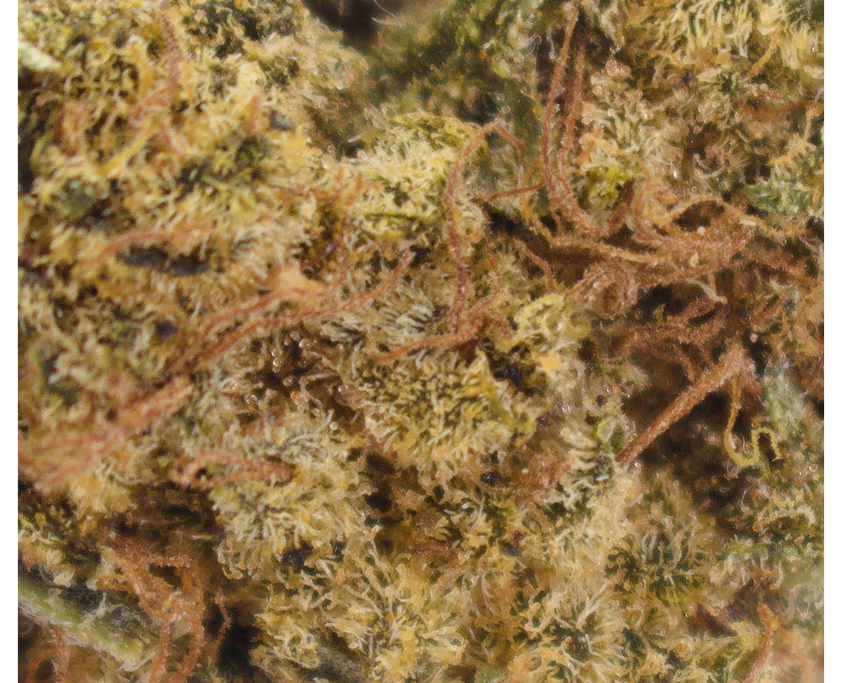 PALM GARDENS DAYDREAM (H) DRIED - 1G
