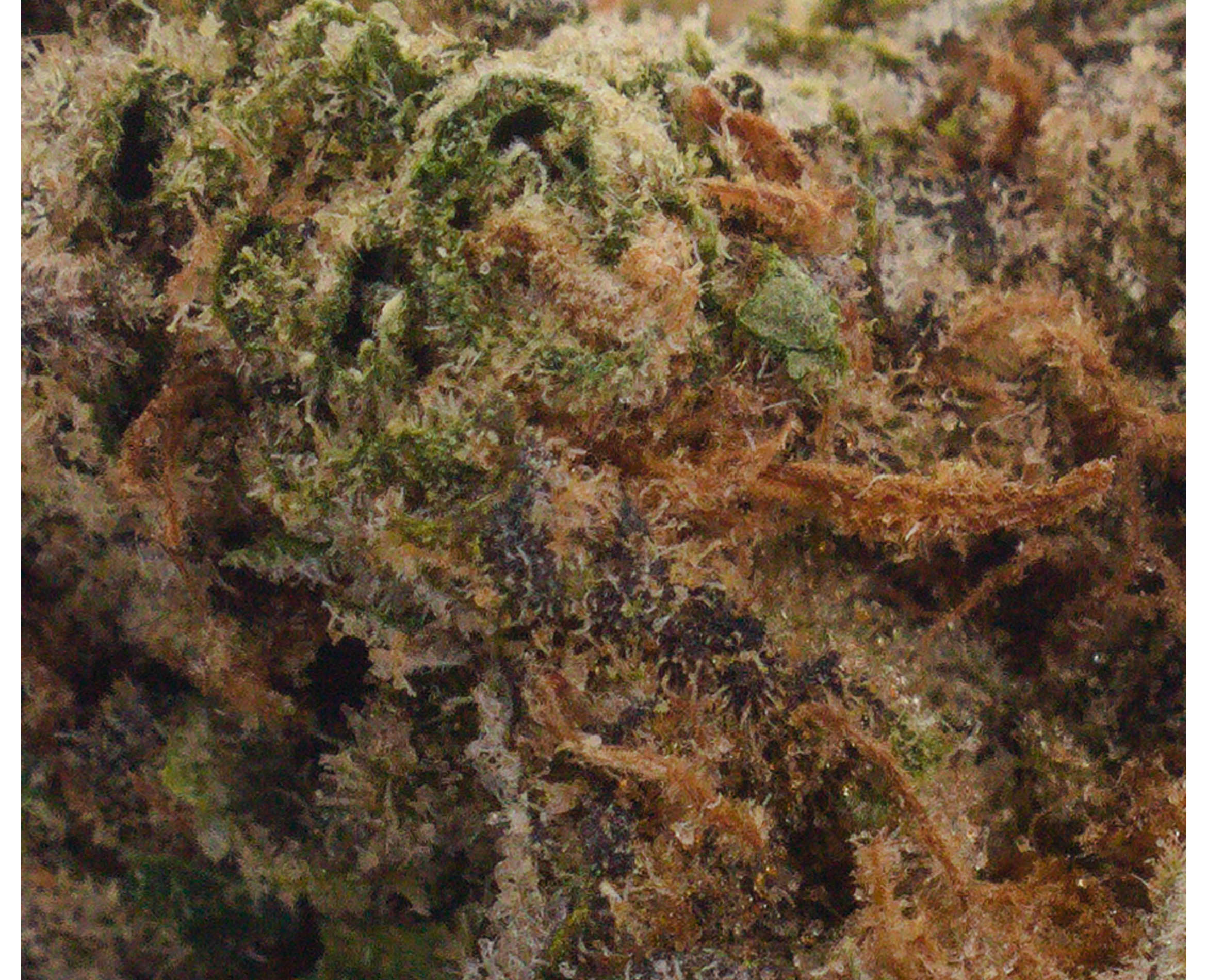 PALM GARDENS SUNRISE (S) DRIED - 3.5G