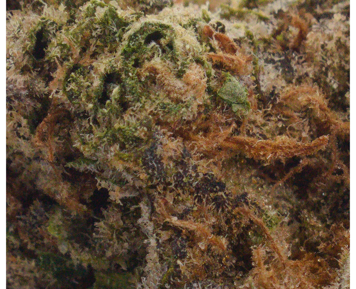 PALM GARDENS SUNRISE (S) DRIED - 1G
