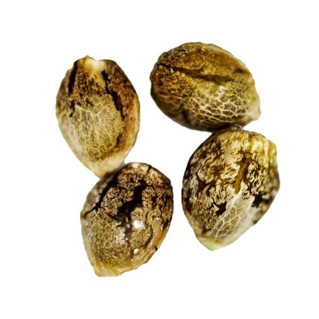 CRG PHARMA CHARLOTTE'S DIESEL (S) SEEDS - 4PK
