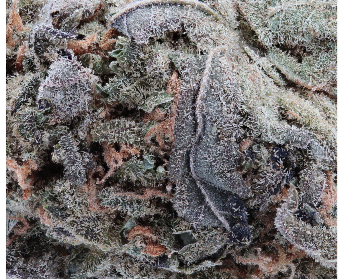 CRUUZY PATIO SEASON (S) DRIED - 3.5G