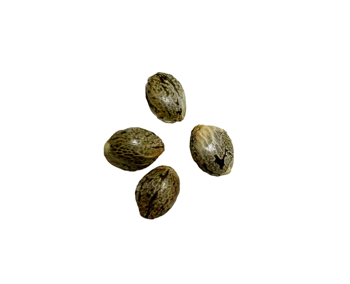 BOLD NORTHERN LIGHTS AUTO (H) SEEDS - 4PK