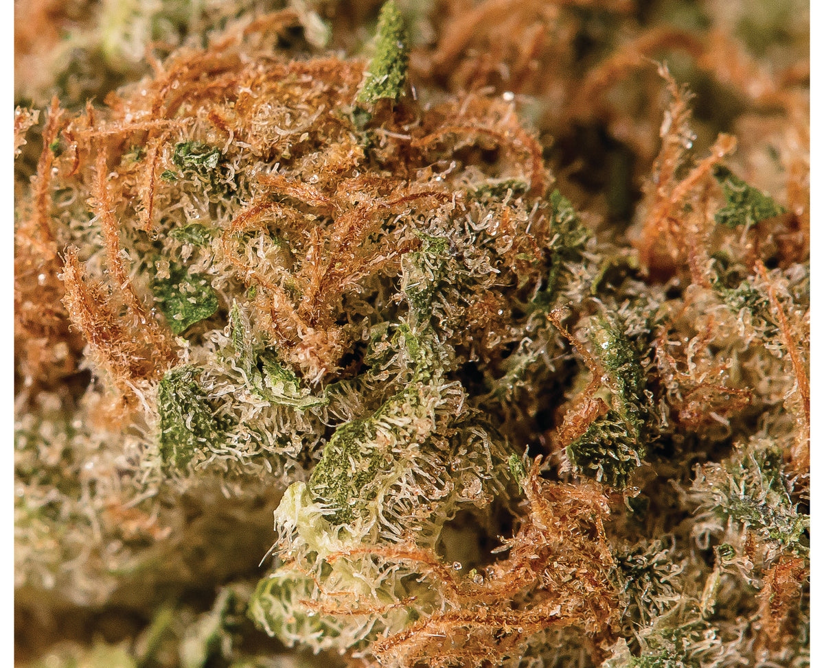 VIRIDIS CALI OG KUSH X HAZE (S) DRIED - 3.5G