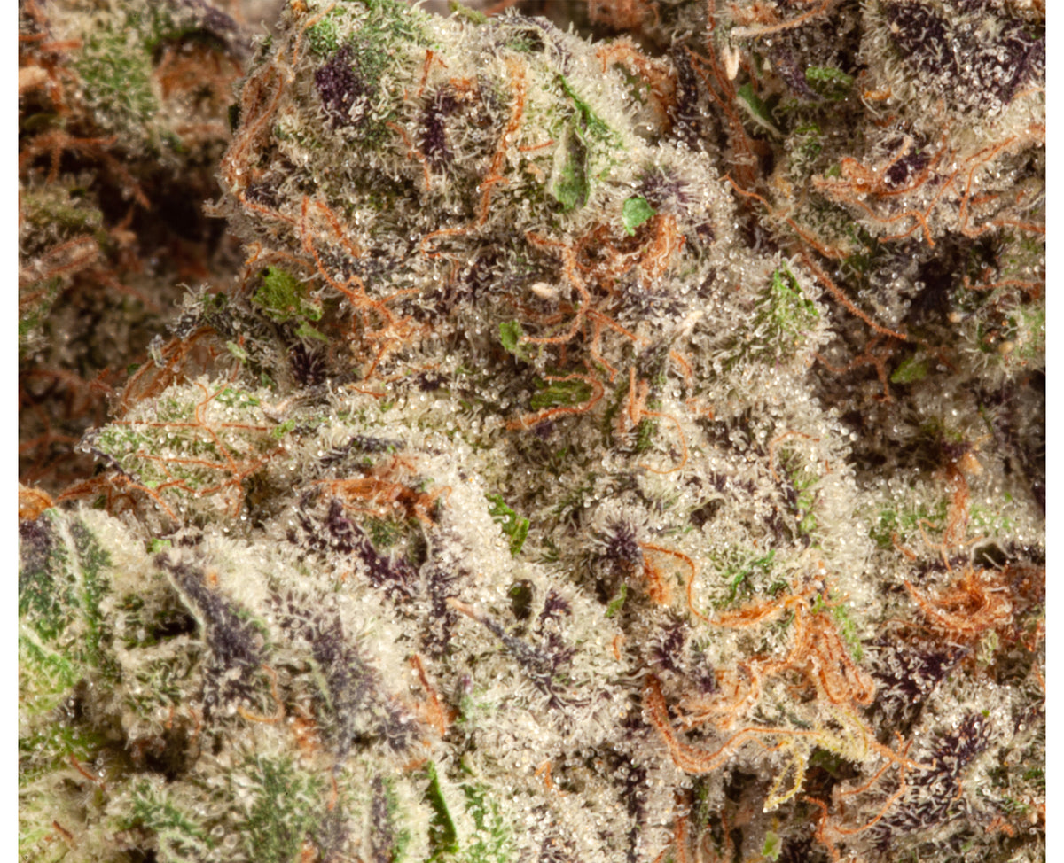 UPRYZE APPLE FRITTER (H) DRIED - 3.5G