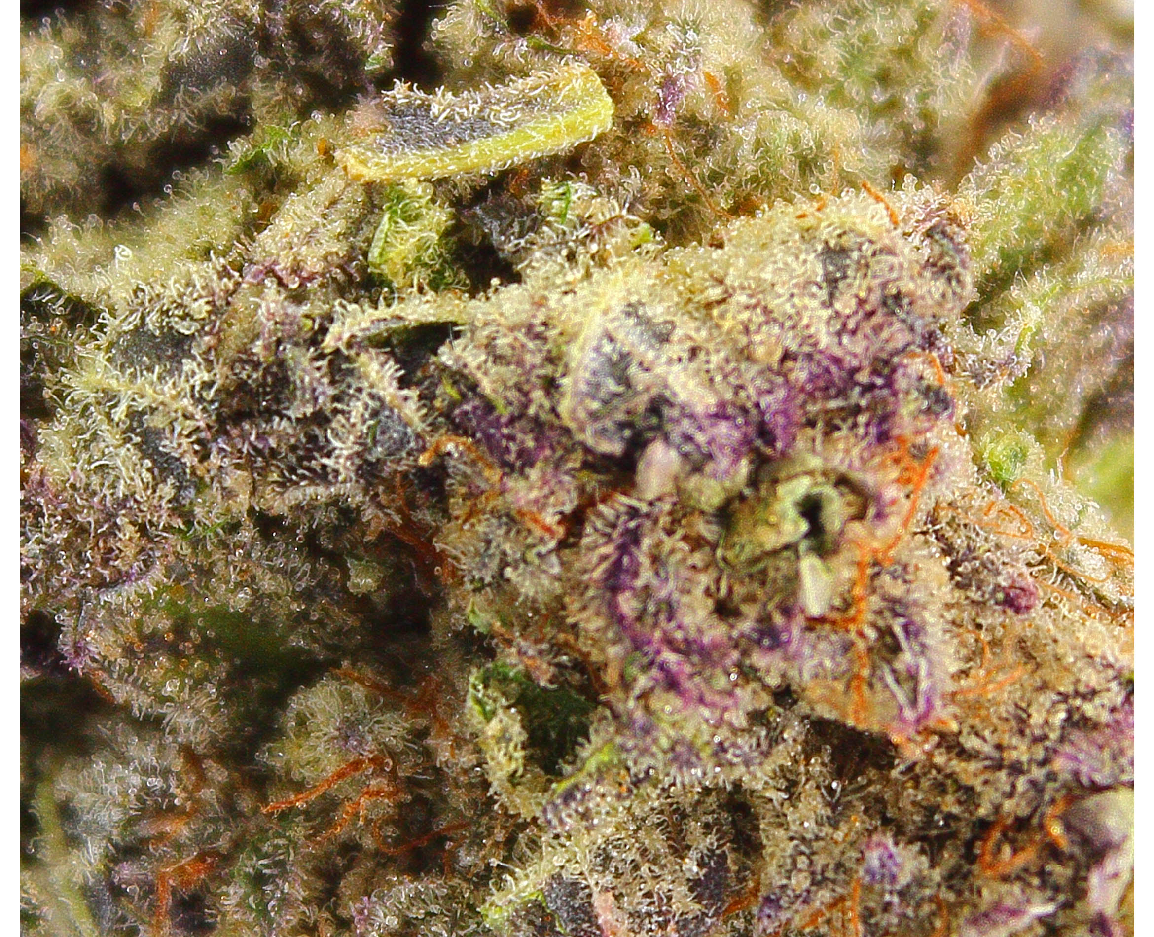 PALM GARDENS BANANA PUNCH (IND) DRIED - 3.5G