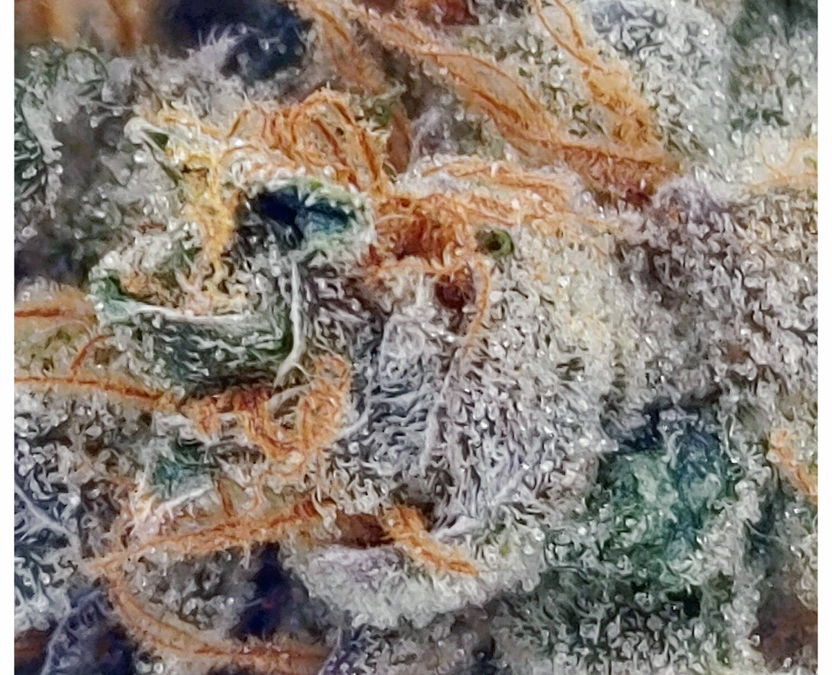 PARTAKE GMO (H) DRIED - 3.5G