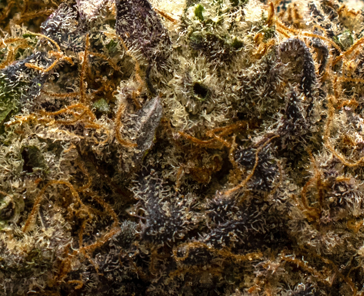 TOMMYS CRAFT CHERRY 47 (H) DRIED - 3.5G