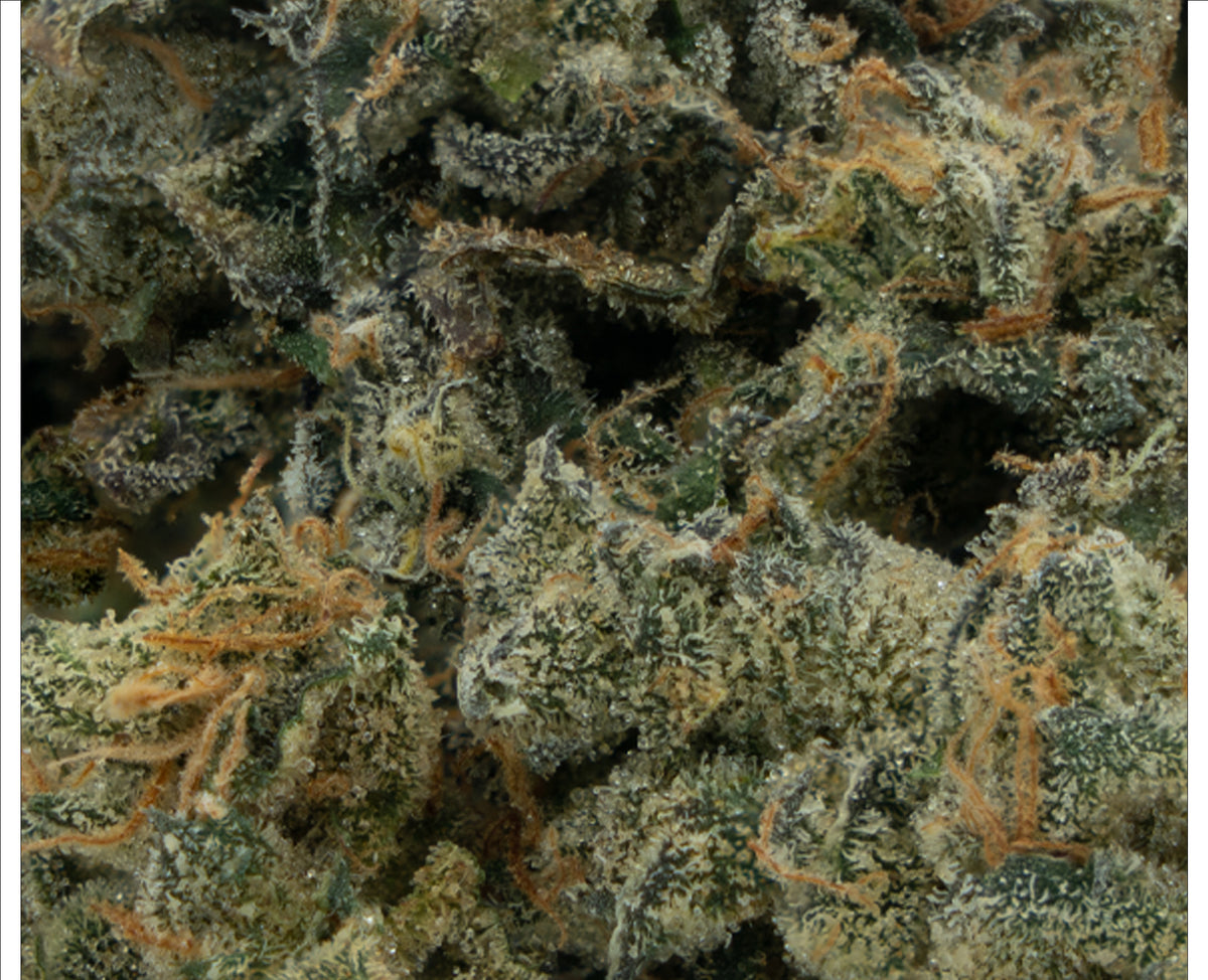 CITIZEN STASH COOKIE PUSS (H) DRIED - 3.5G