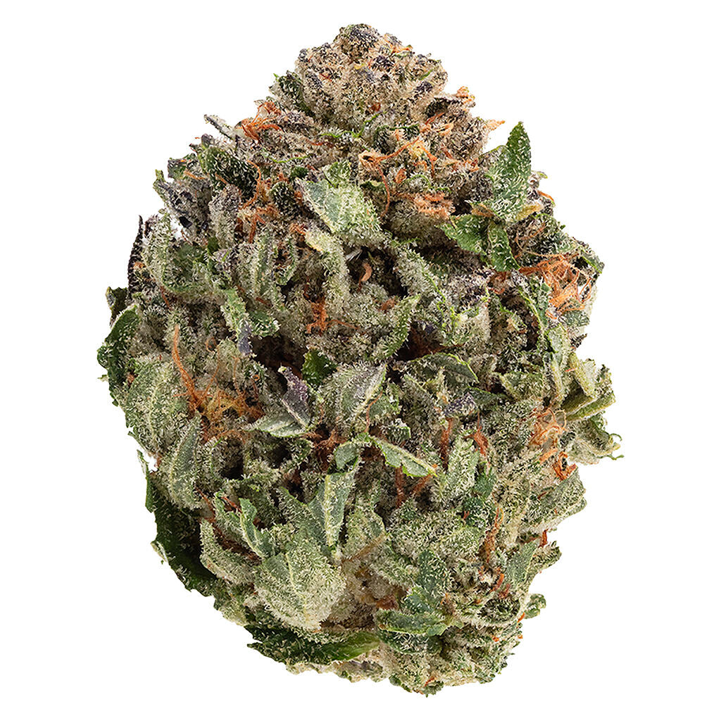1964 COMATOSE (IND) DRIED - 3.5G