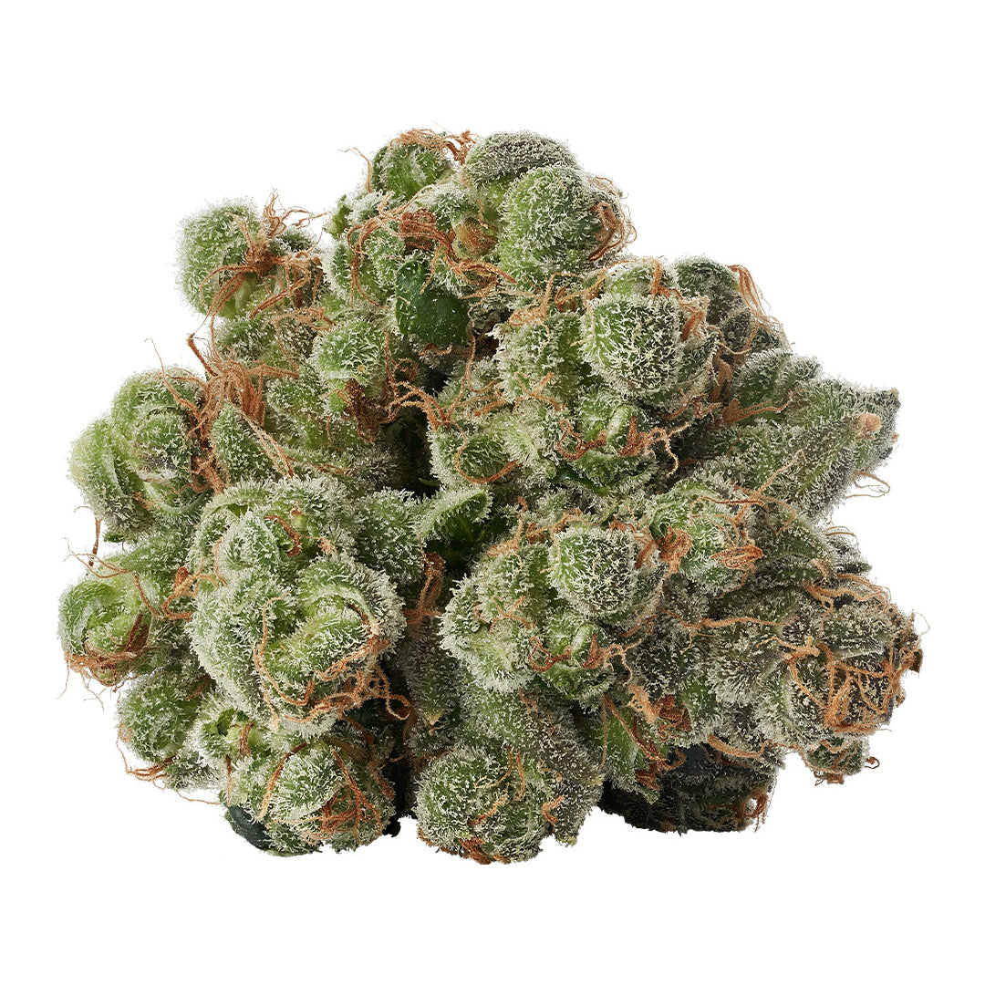 TWD. HIMALAYAN KUSH (IND) DRIED - 28G