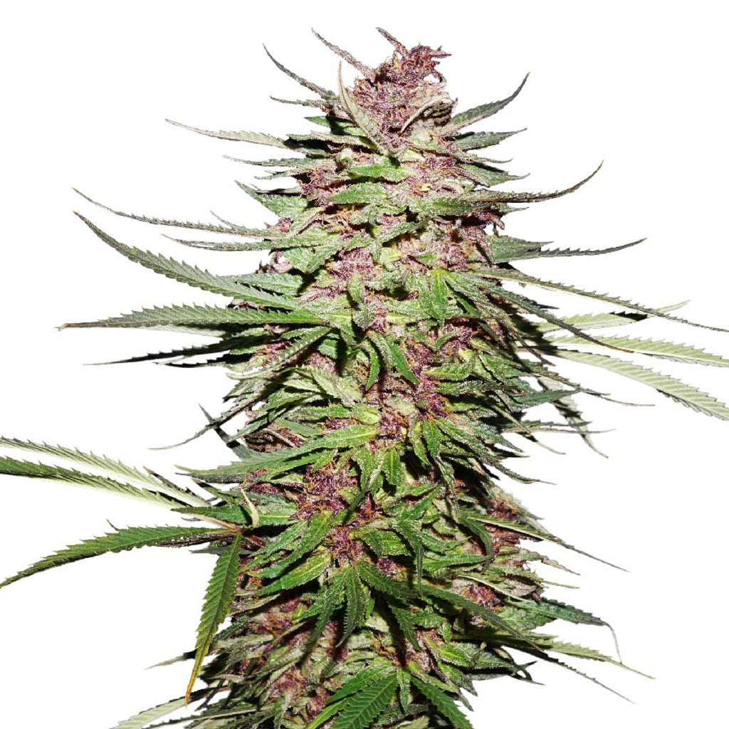 DUTCH PASSION PURPLE 1 (FEM) (H) SEED - 5PK