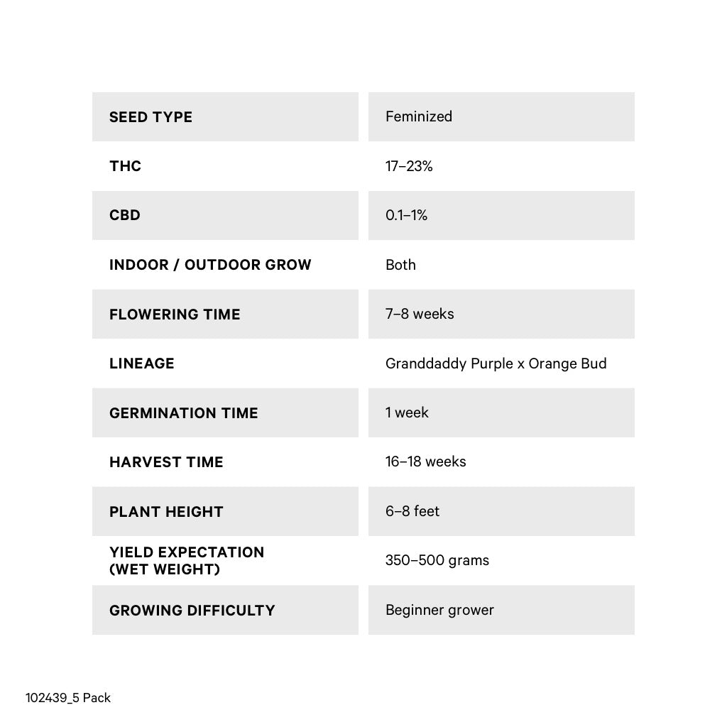 DUTCH PASSION CRITICAL ORANGE PUNCH (FEM) (H) SEED - 5PK