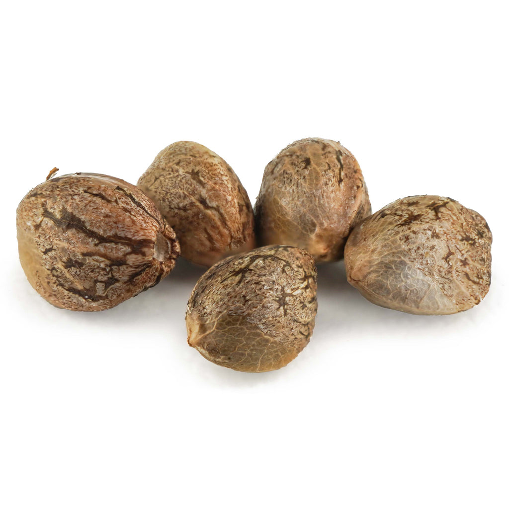 DUTCH PASSION CRITICAL ORANGE PUNCH (FEM) (H) SEED - 5PK